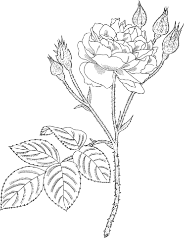 Communis Or Common Moss Or Old Pink Moss Rose Coloring Page